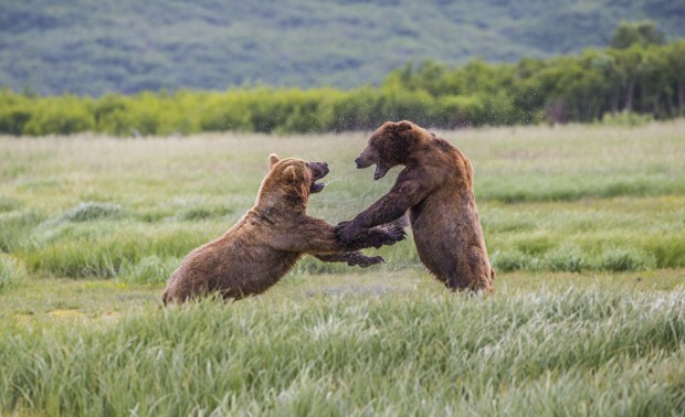 Two male grizzly bears standing on hind legs and fighting in a meadow seen from a distance on tour in Katmai Alaska.