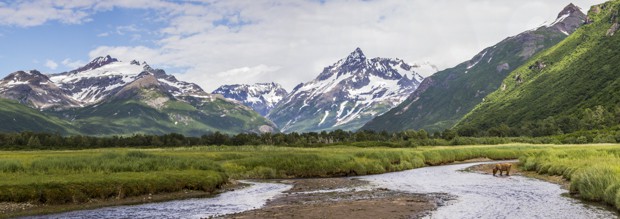 Grizzly bear in stream in front of mountain range in Katmai Alaska.