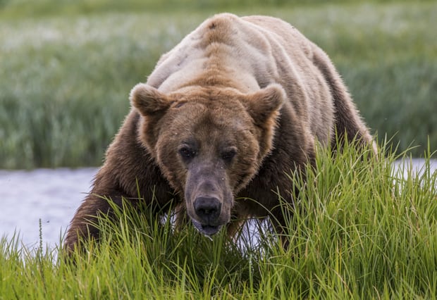 Male grizzly bear seen on small ship cruise excursion in Katmai ALaska.