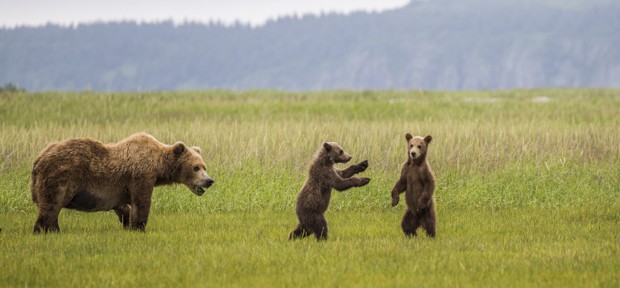 Grizzly bear with its two cubs, both cubs standing on hind legs in field in Katmai Alaska.