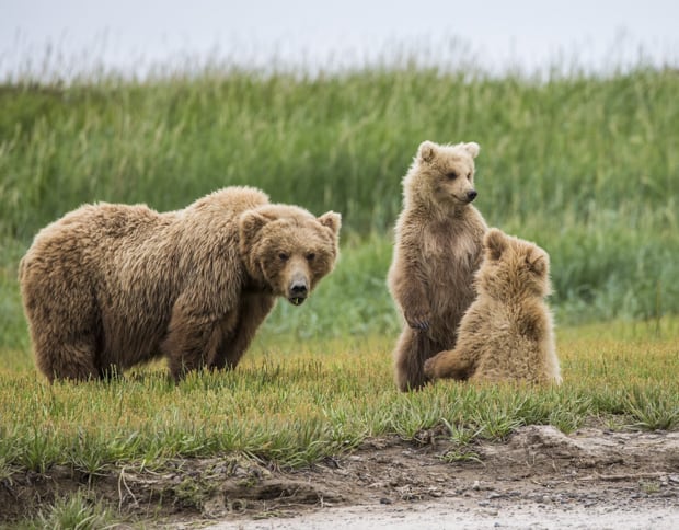 Grizzly bear with its two cubs as seen from tour on small ship cruise to Katmai ALaska.