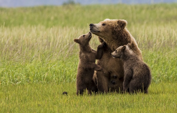 Two grizzly cubs close with their mother in a green field in Katmai Alaska.