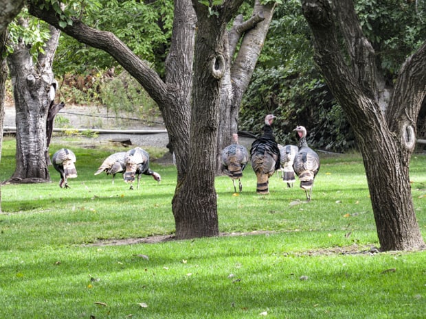 Turkeys seen on a land tour off a small ship river cruise in the Pacific Northwest.