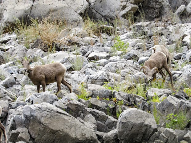 Rocky mountain sheep seen from S.S. Legacy small ship river cruise in the Pacific Northwest.