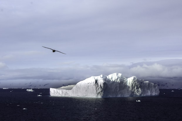 Bird flying over an iceberg seen from a small ship cruise in ANtarctica.