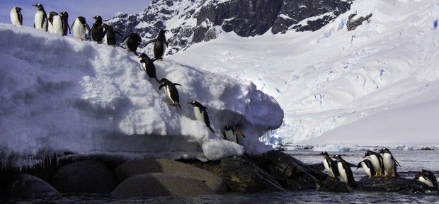 Line of penguins climbing up rocks from the water and onto the snow seen from a kayaking tour in Antarctica.