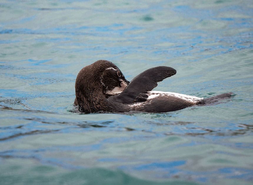 galapagos penguin floating on its back in the teal water of the galapagos