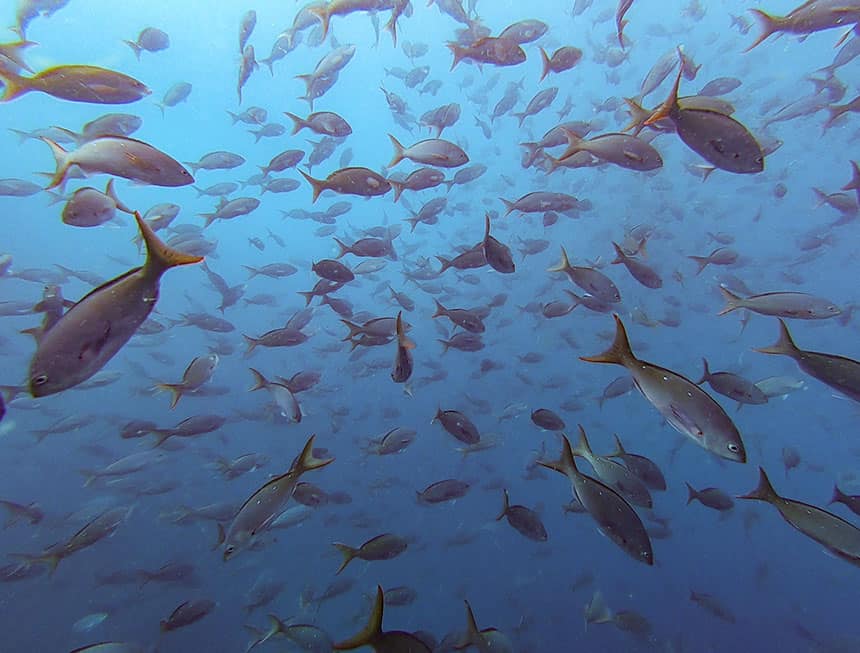 an underwater shot of a dense school of hundreds of fish