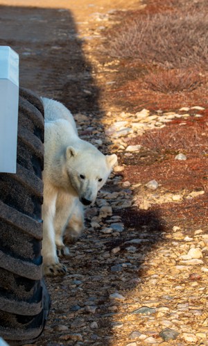 a polar bear with white fur and black eyes and nose peeks around the corner of a large 3 foot tire of the polar rover off-road buss inthe canadian arctic seen on the classsic polar bear adventure land tour