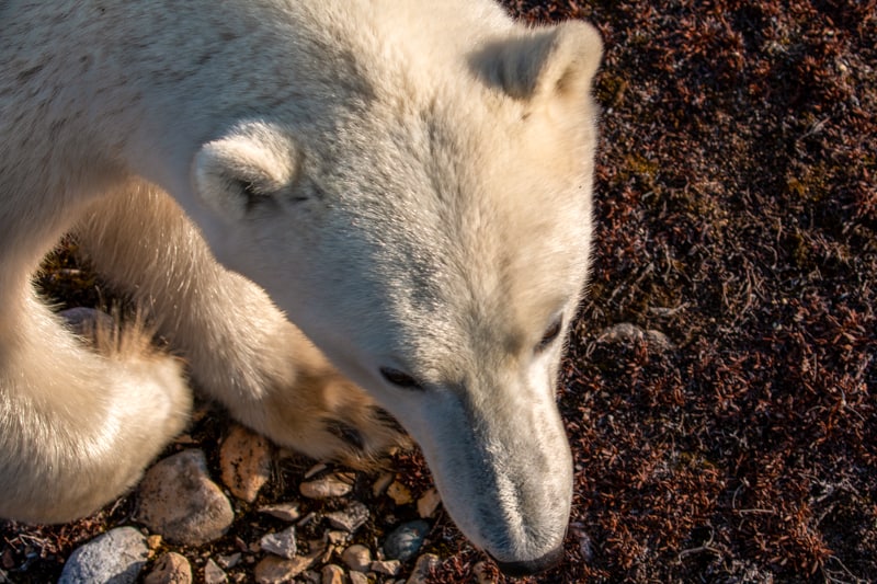 an up close photo of a white tan polar bear from above, the red orange fall colors of the arctic are seen under its paws. The photographer is standing elevated off the ground aboard the Polar Rover off-road vehicle safe from harm. 