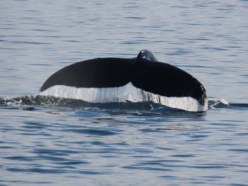 A dark whale tale reaches out from the sea, water falls from it like a waterfall, seen on the islands whales and glacier small ship cruise