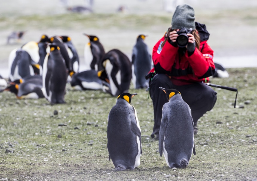 A female travel photographer in a red parka photographing two king penguins on a beach in South Georgia Antarctica.