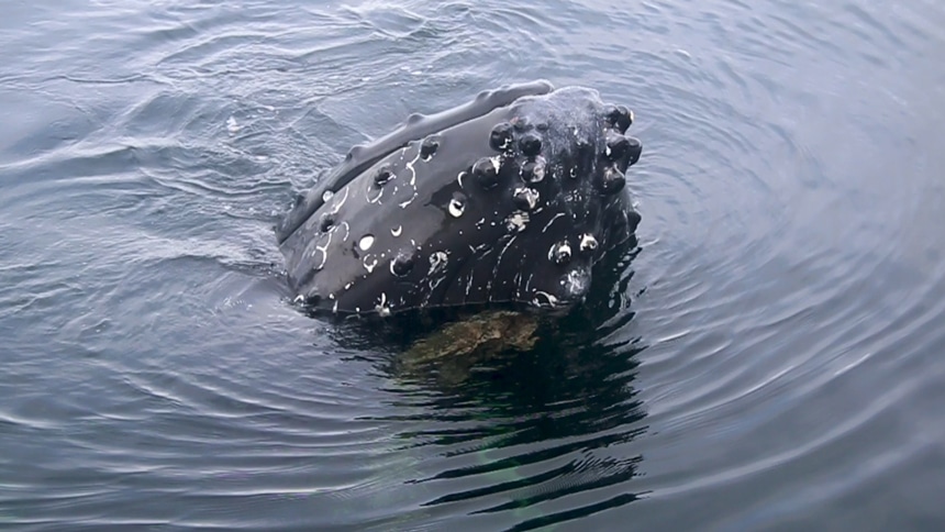 Seen aboard Alaska small ship Catalyst a curious humpback whale breaches the water showing his face, looking directly at the camera