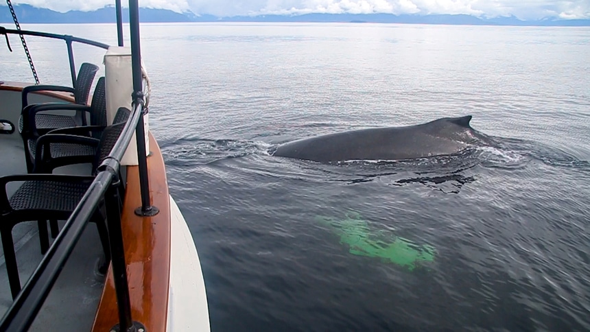 In Alaska a hump back whale breaches very close to the bow of the small ship Catalyst