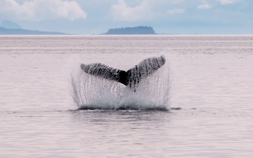 The sun is setting in Alaska's inside passage the sky and water tinted pink as a humpback whale dives into the water, only it's tail showing above water.