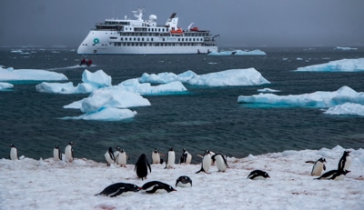 Black and white Gentoo penguins play on the snowy shore as icebergs and the Greg Mortimer Antarctic ship float in the distance.