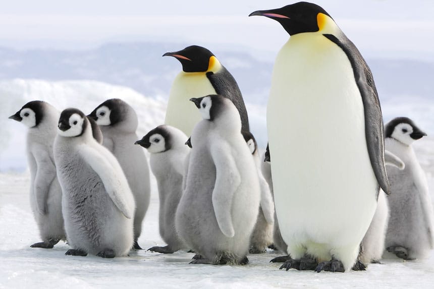 2 adult emperor penguins with white chests, black heads & orange & yellow necks stand with gray baby chicks at Snow Hill Island in the Weddell Sea, one of the places in Antarctica.