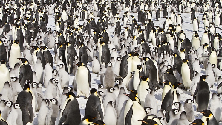 Hundreds of emperor penguins & their chicks stand around on Le Commandant Charcot's emperor penguin cruise.