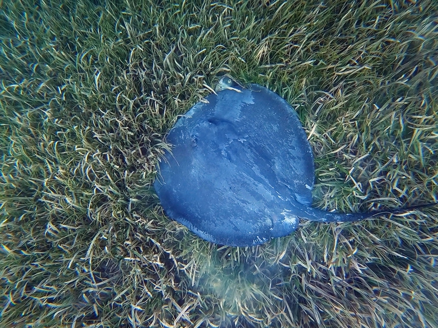 An underwater photo in Belize of a gray blue ray with a long tail swimming on the green grassy sea floor.