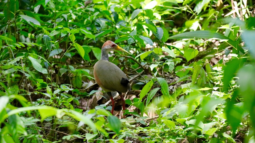 A grey-necked wood rail bird, with a reddish-brown chest, red legs, a greenish-yellow bill, and red eyes, walks among bright green leaves in the mangrove forest floor in Belize.