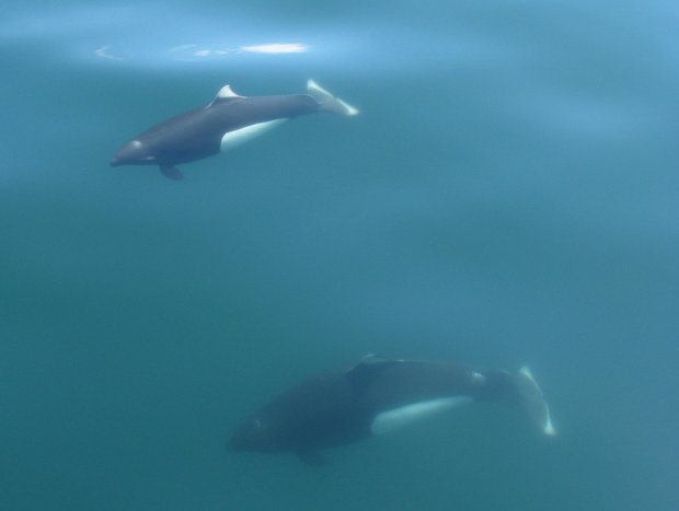 white and black Whales swimming underwater
