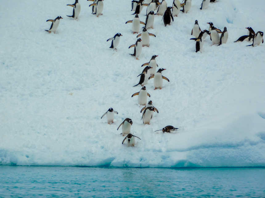 penguins diving into the snowy waters in a large group, one slides dow on its belly about to enter the water