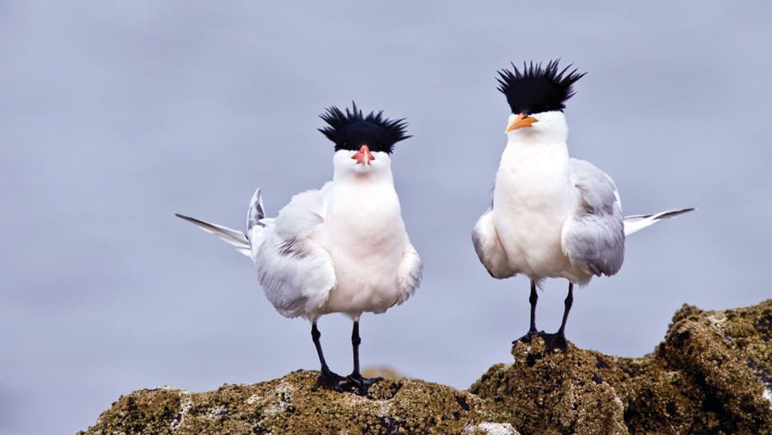 two birds standing on rocks in Baja