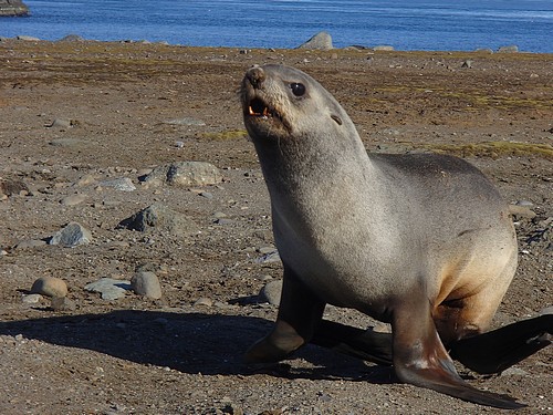 Seal on land in Antarctica seen from a small ship cruise.