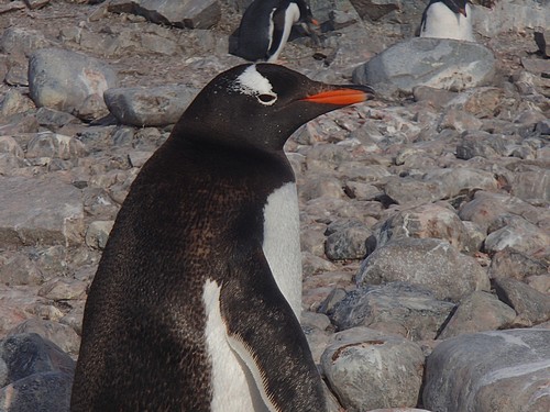 Penguin on the rocks seen from a small ship excursion in Antarctica.
