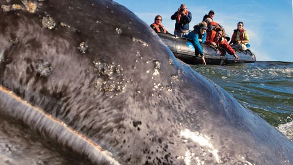 travelers on a skiff looking at a grey whale in baja