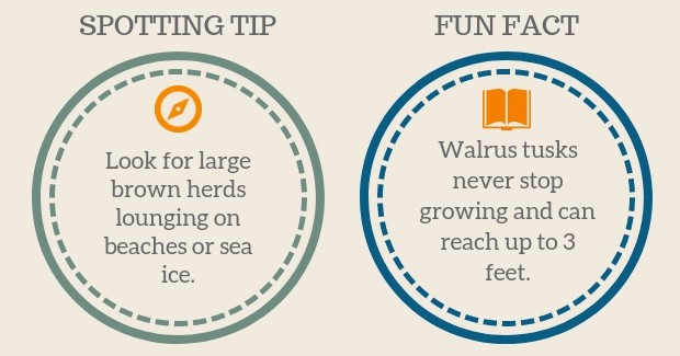Walrus Spotting Tip and Fun Facts graphic