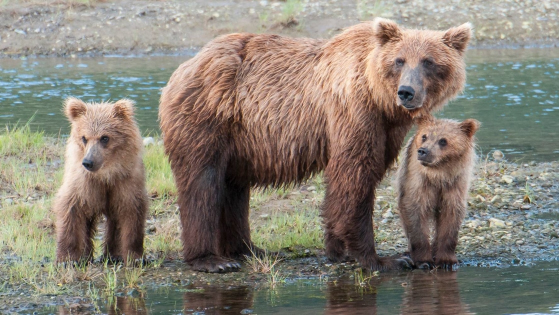 Mother grizzly bear and 2 cubs stand at the water's edge with shaggy brown fur, seen on Alaska bear camp overnight adventures.