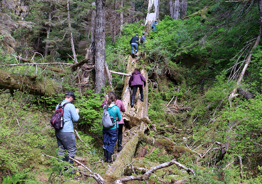 A group of cruise guests climb up a downed tree trunk as they participate in a bushwhacking activity where they hike off-trail in dense woods in Alaska.