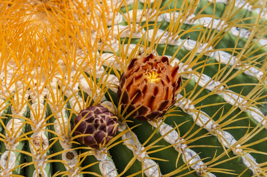 Baja flora, a small purple and orange flower begins to open from a green cactus with white spines and short yellow prickles.