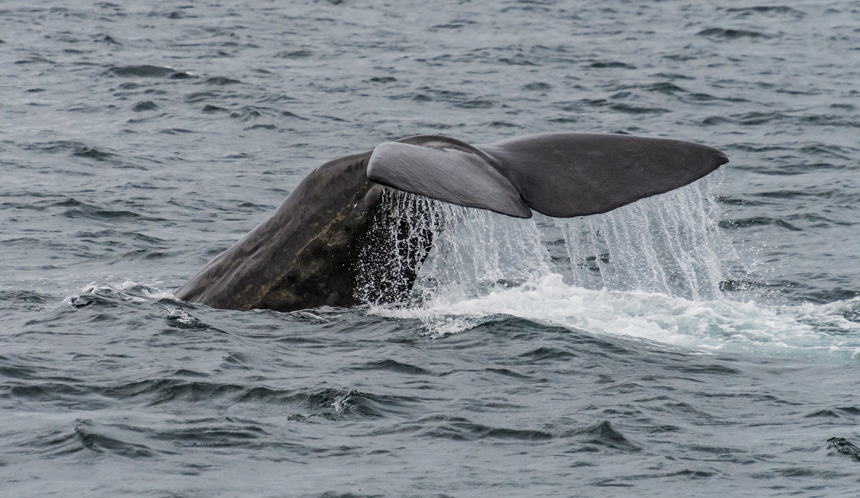 A dark gray whale tale drips with white water as it dives back into the dark ocean in Baja.