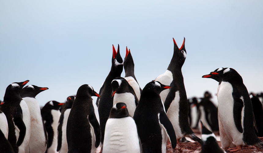 In Antarctica a colony of Gentoo penguins huddle close together some tilt theirs heads back to howl at light blue sky above