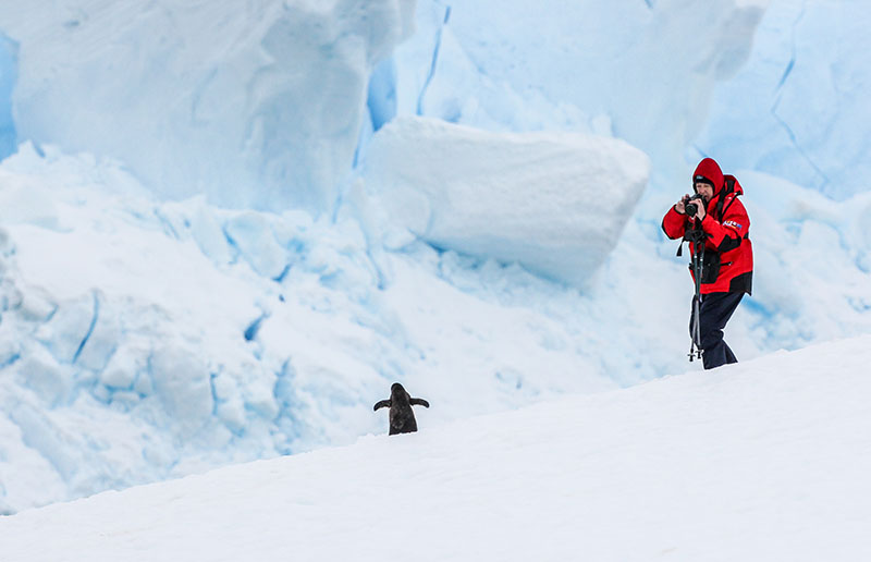 A woman in a red jacket stands holding her camera taking a picture of a small black penguin with its wings spread out with ice and show all around them