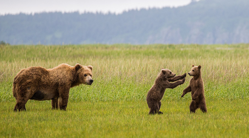 A mother brown bear seen with her two cubs who are playing standing on their hind legs in bright green grass