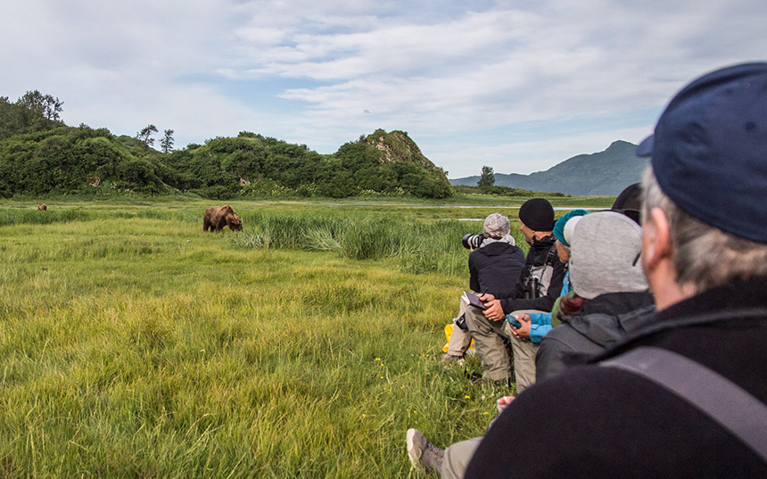 Travelers in Katmai National Park seen in a line photographing a brown bear eating in the grass