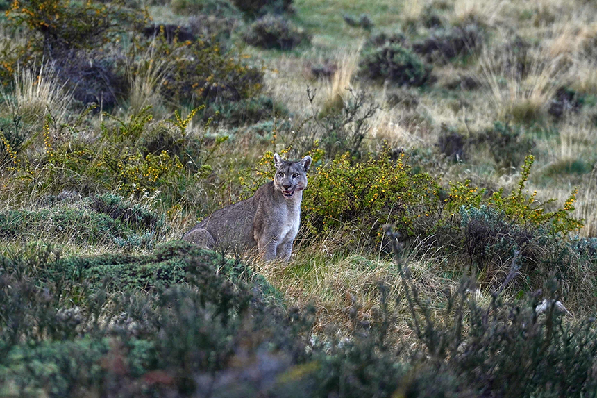 A grey puma seen among calafate and green bushes in Patagonia