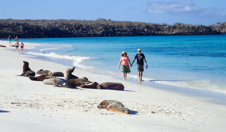 Couple walking holding hands on the beach filled with sea lions in Galapagos on a bright sunny day