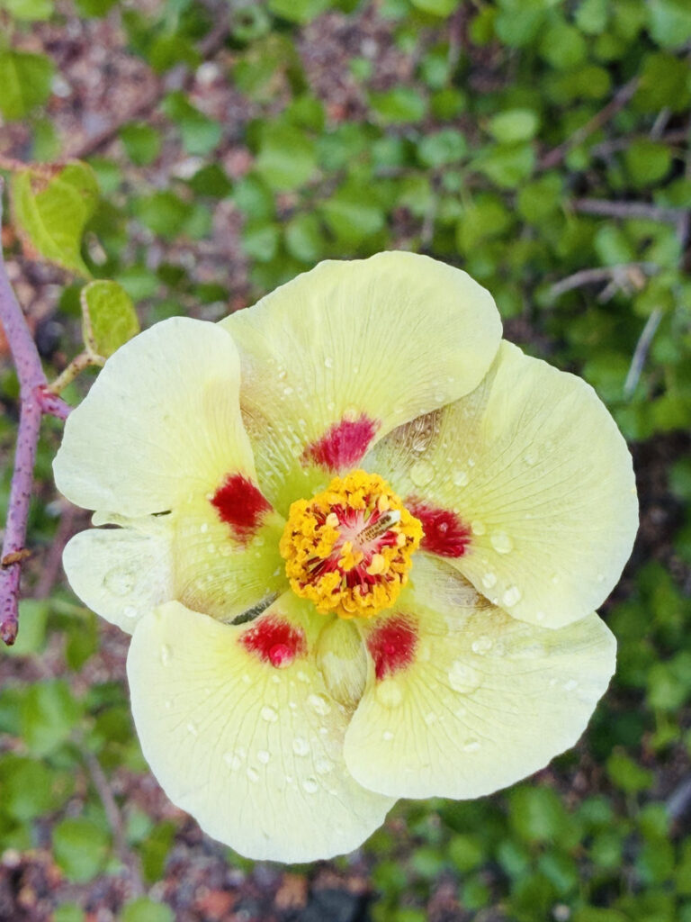 a yellow flower seen up close with green leaves behind it