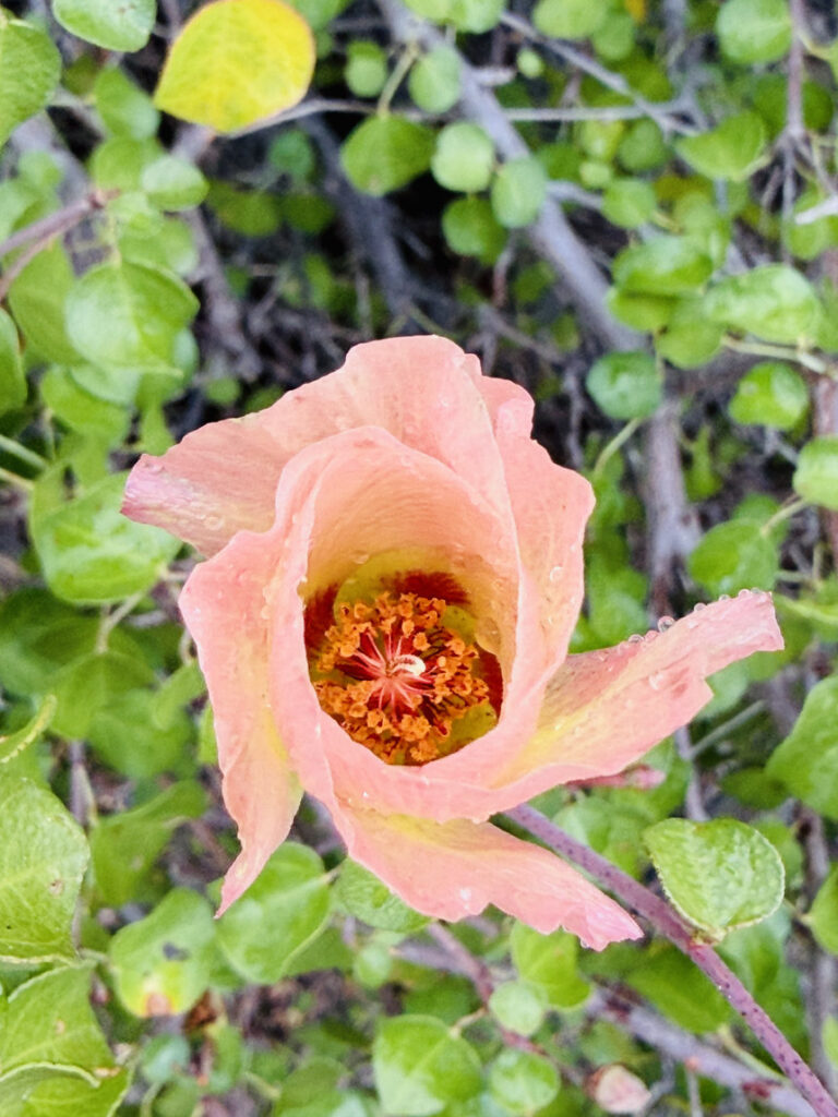 a pink flower seen up close with green leaves behind it