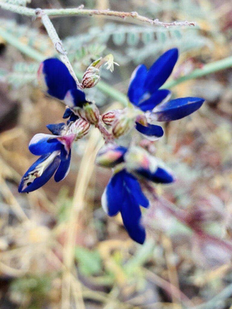 a purple flower seen up close with green and brown leaves behind it