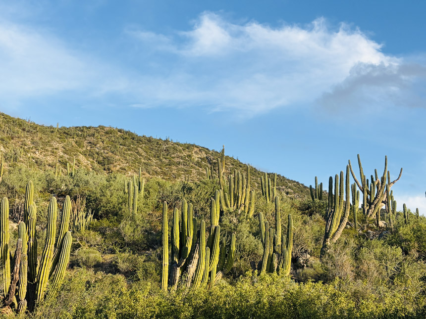 cactus seen on a green hillside in Baja California