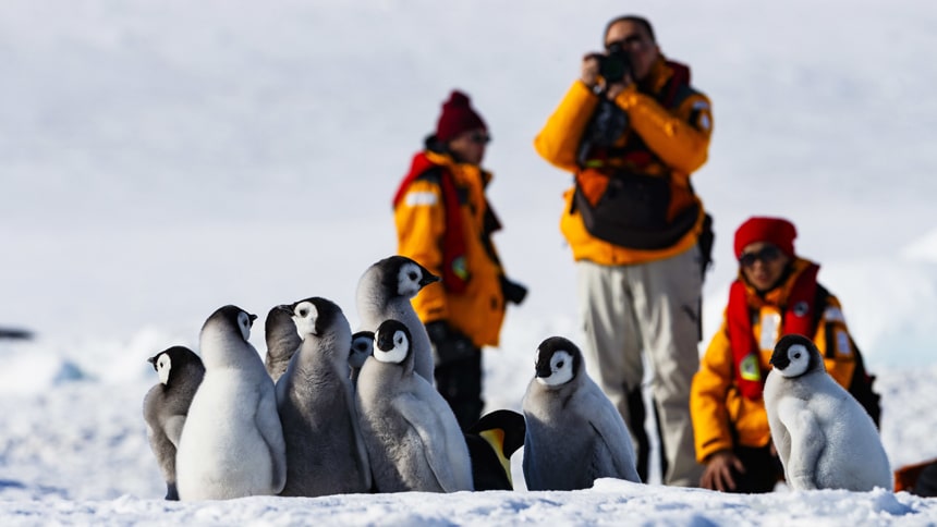 Three Antarctica cruise guests wear yellow parks and take photos of a group of fuzzy grey black and white emperor penguin chicks