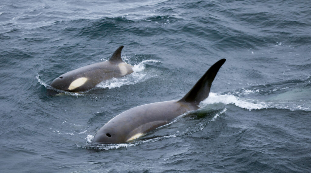 Two orca, one large and the other small break the ocean surface showing white eye spots blow holes and dorsal fin.