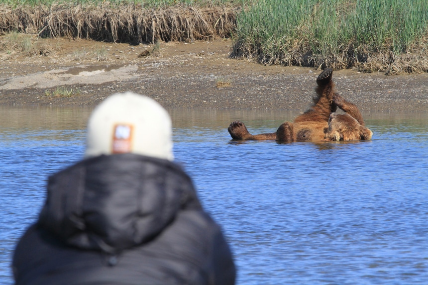 A brown bear seen on its back in water by a shoreline with a blurred person seen from behind in the foreground