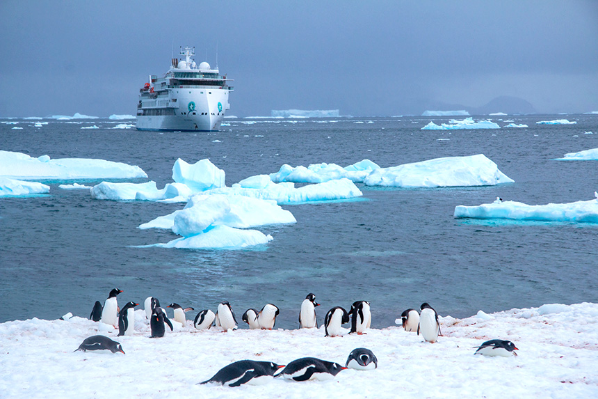 In Antarctica, icebergs float along a snowy shoreline dotted with penguins, the all white Greg Mortimer ship is anchored in the water beyond