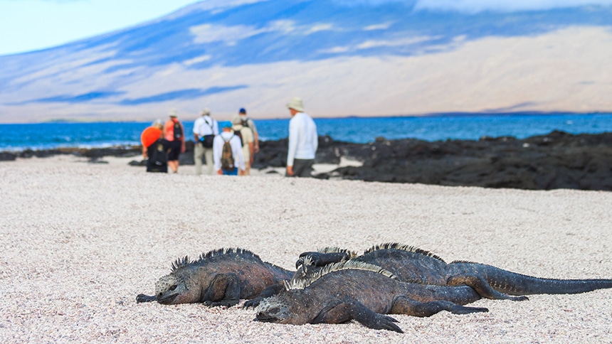 Three dark marine iguanas sun bathe on a sandy beach in the Galapagos, a group of travelers walk by them in the distance.